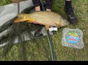 Common Carp