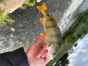 European Perch