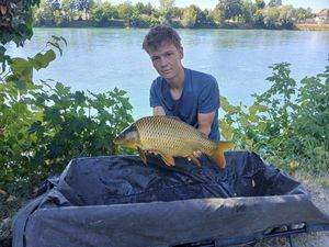 Common Carp