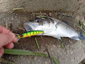 European Bass (Seabass)