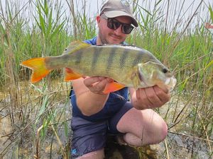 European Perch