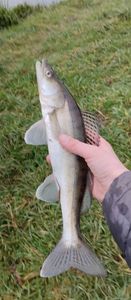 Zander