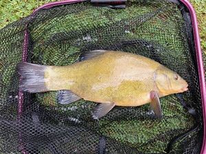 Tench