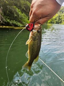Largemouth Bass