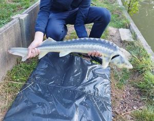 Sturgeon