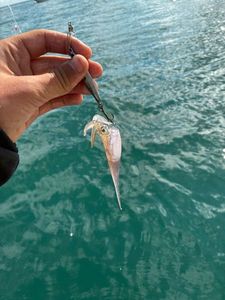 European Squid