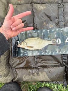 Common Bream
