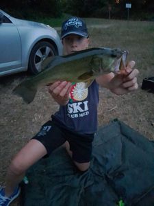 Largemouth Bass