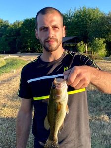 Largemouth Bass