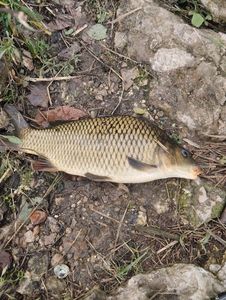 Common Carp