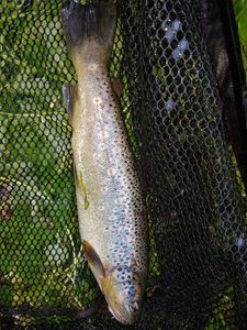 Brown Trout