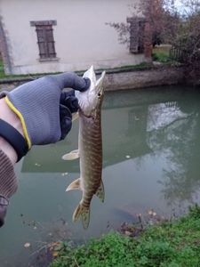 Northern Pike