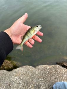 European Perch