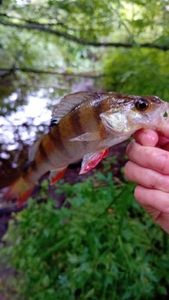 European Perch
