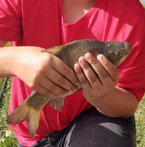 Crucian Carp