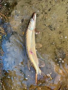 Northern Pike