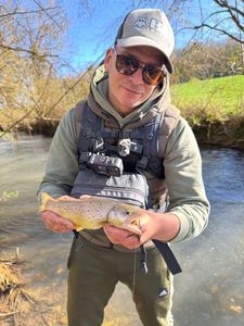 Brown Trout