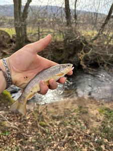 Brown Trout