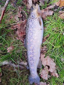 Brown Trout