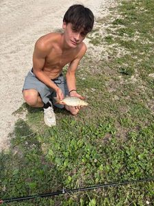 Common Carp