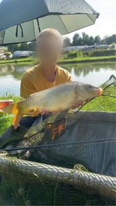Common Carp
