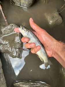 Brown Trout