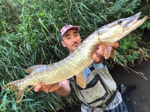 Northern Pike