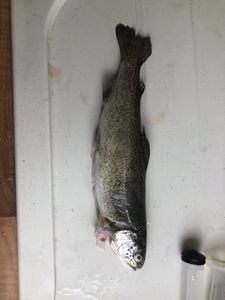 Brown Trout