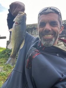 Largemouth Bass