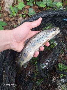 Brown Trout