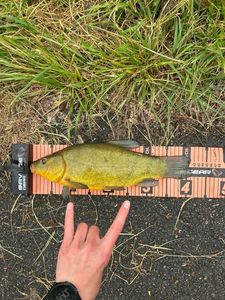 Tench
