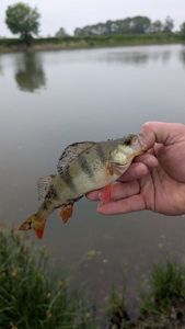 European Perch