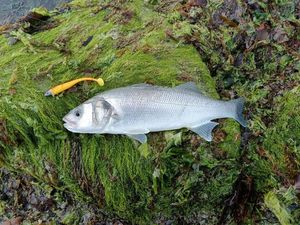 European Bass (Seabass)
