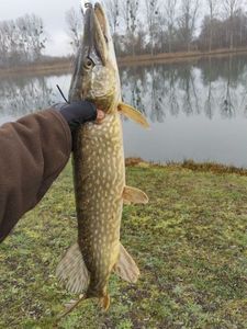 Northern Pike
