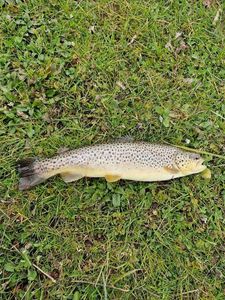 Brown Trout