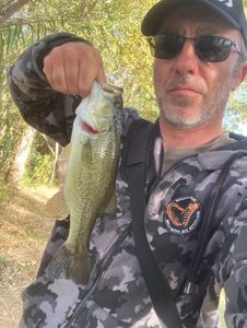 Largemouth Bass