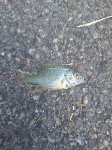 Green Sunfish