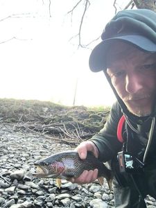 Rainbow Trout