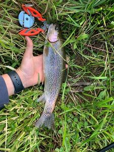 Rainbow Trout
