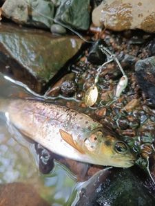 Brown Trout