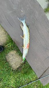 Northern Pike