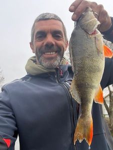 European Perch
