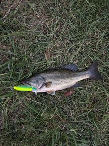Largemouth Bass