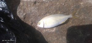 Salema