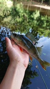 European Perch