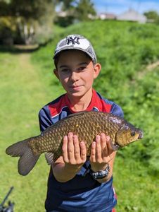 Crucian Carp