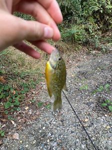 Green Sunfish