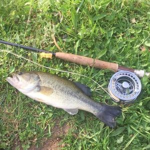 Largemouth Bass