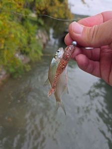 Common Bream