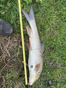 Barbel